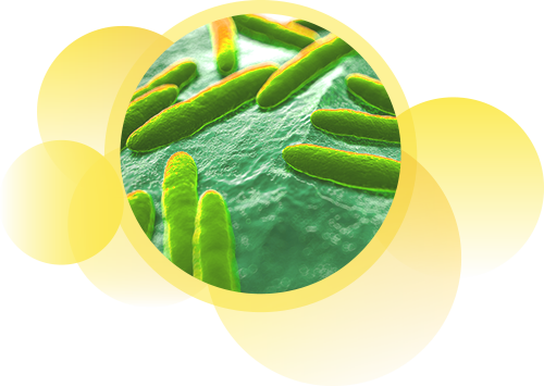 LGG bacteria